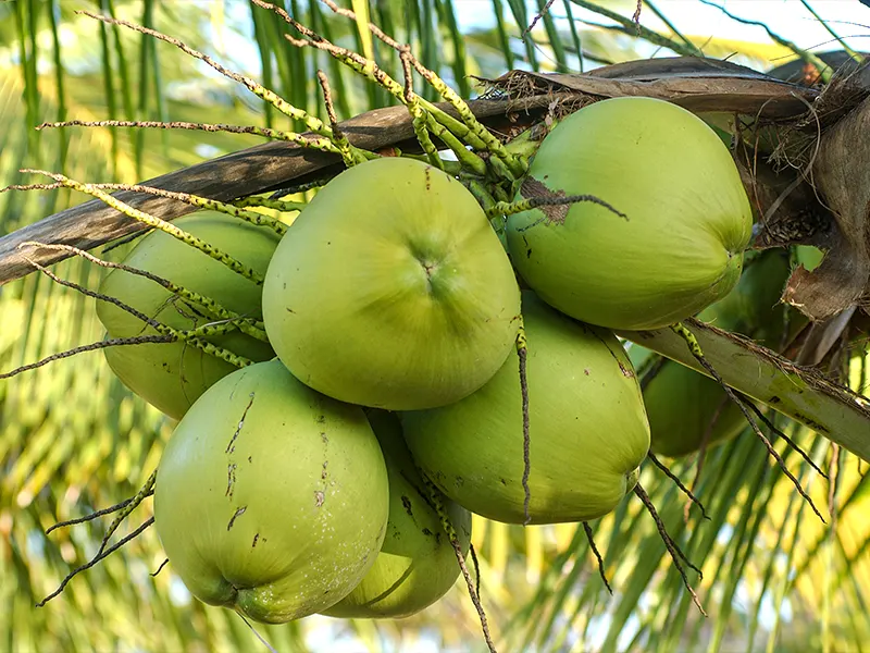 Green Tender Coconuts